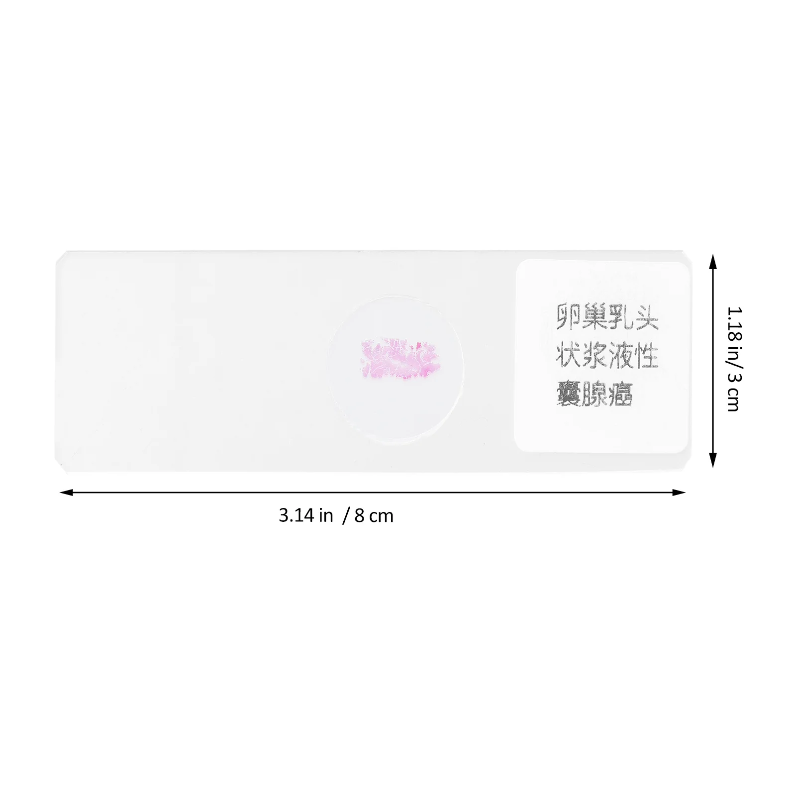 

Microscope Slide Slides Accessories Specimens Biological Science Education Glass Bioexperiment Biology Class Prop