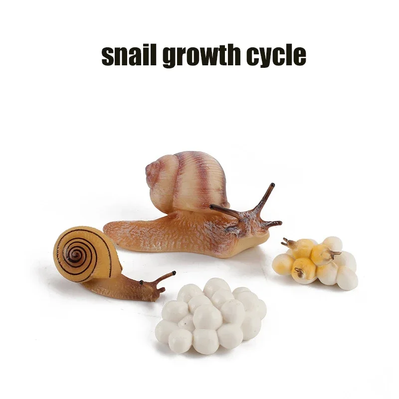 Animal Life Cycle Board Kinderspeelgoed Montessori Leermiddelen Plant Animal Growth Cycle Model Set voorschoolse cognitieve speelgoed