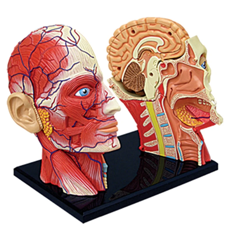 -Torso Human Body Model Education Head Muscles Nerve Organs Model For Student Teaching Study Assembling Model