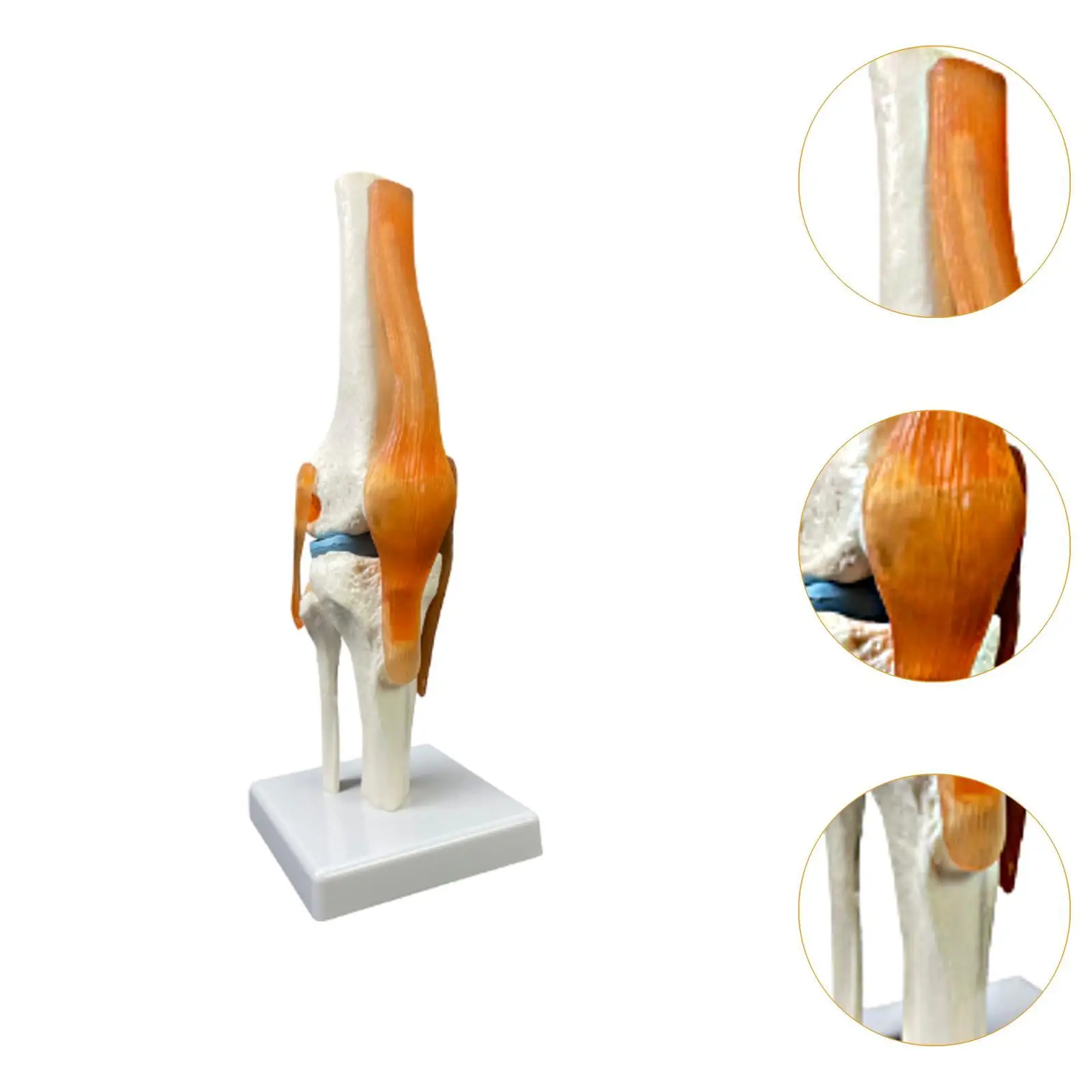 Human Knee Joint Model Intuitive Displays Movement 1:1 Scientific Life Size