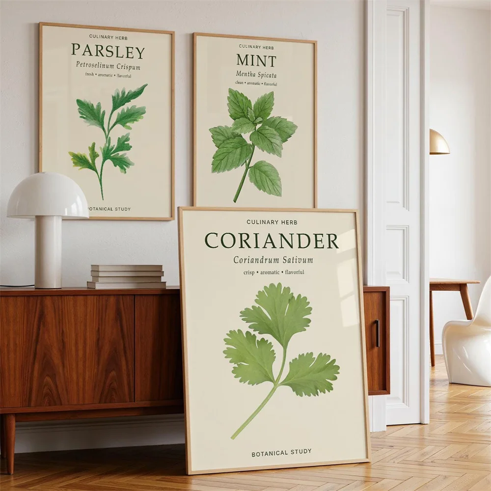 Vintage Botanical Herb Poster Mint, Parsley, and Coriander – Canvas Wall Art for Kitchen and Home Decor