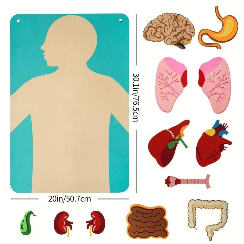 Educational Toys Cotton Fabric Human Anatomy Model Educational Games Suitable For