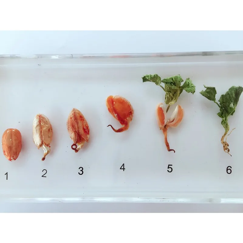 Resin Plant Growth History Specimens Corn Peanut Bean Wheat Rice Germination Process Model Biology Botany Teaching Aids