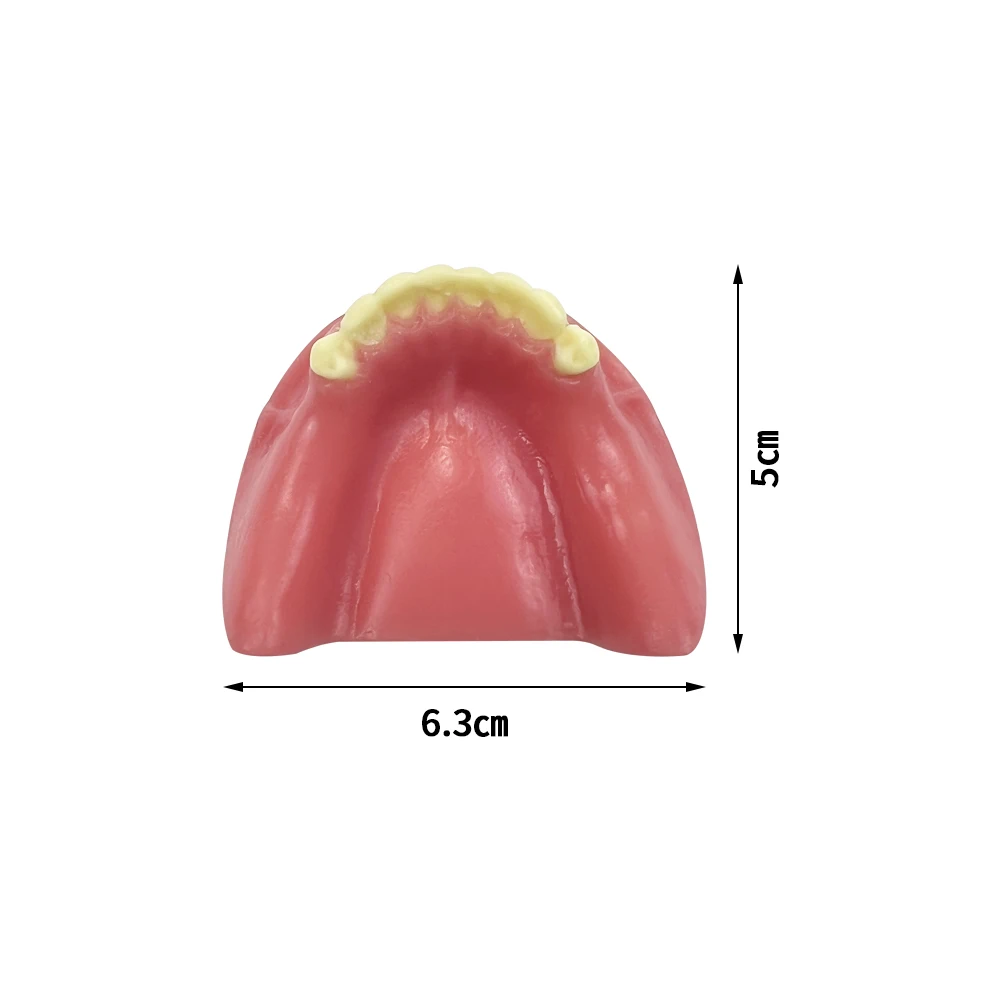 1Pc Dental Mandibular Implant Practice Model With Soft Gums Missing Teeth Typodont Model For Dentistry Student Training Practice