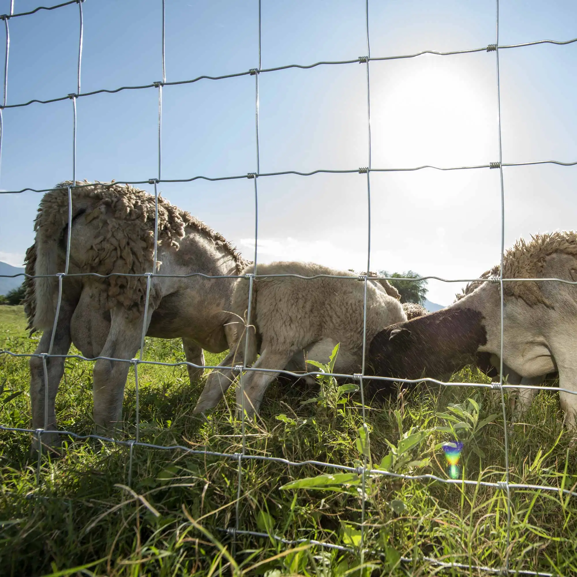 10ft Deer & Cattle Knitted Wire Mesh Farm Fence With Plain Weave And Welding Custom Length For Farm Land Boundary