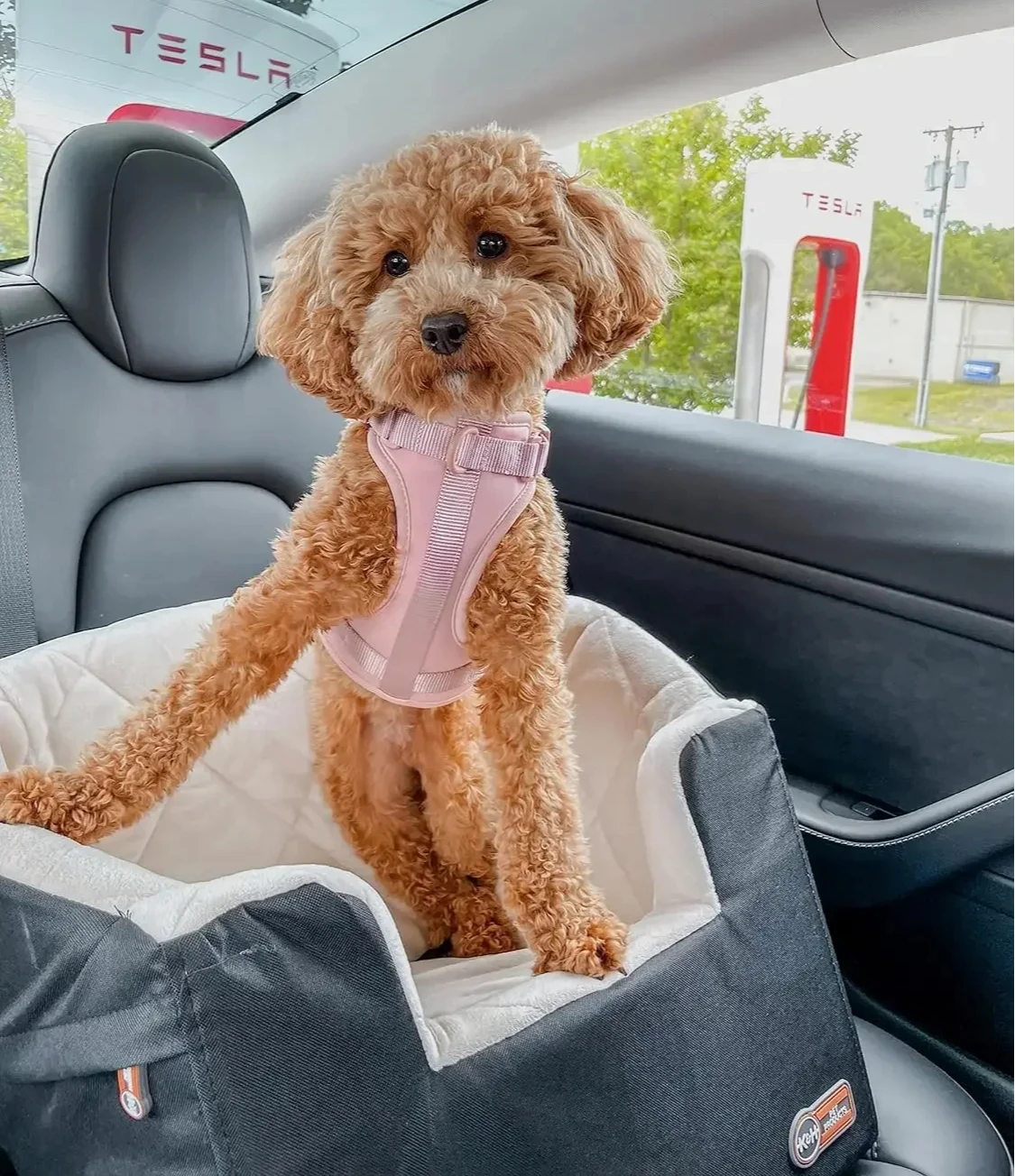 Pet Products Bucket Booster Dog Car Seat with  Seat Belt for Car, Washable Small Dog r Seat, Sturdy