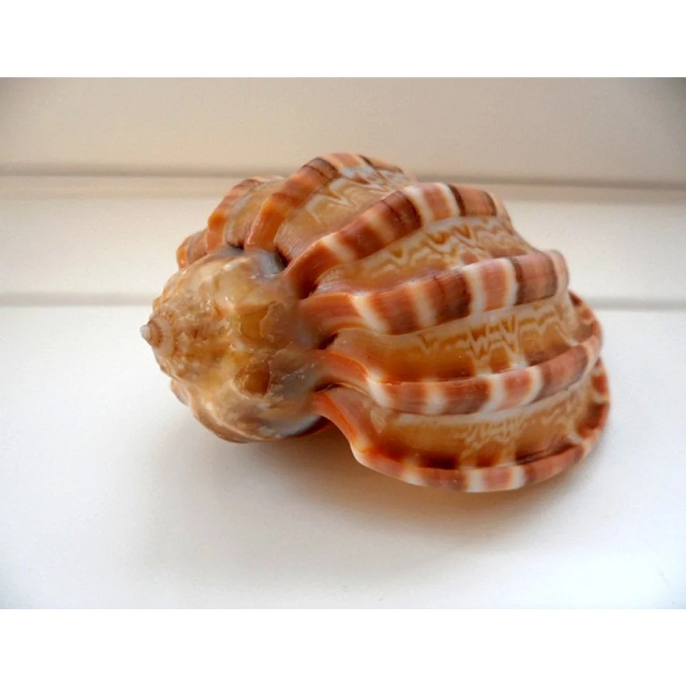 

5Pcs Aquarium Conch Ornament Large Size Random Color Natural Design Landscape Accessories Enhance Visual Appeal Unique Fish Tank