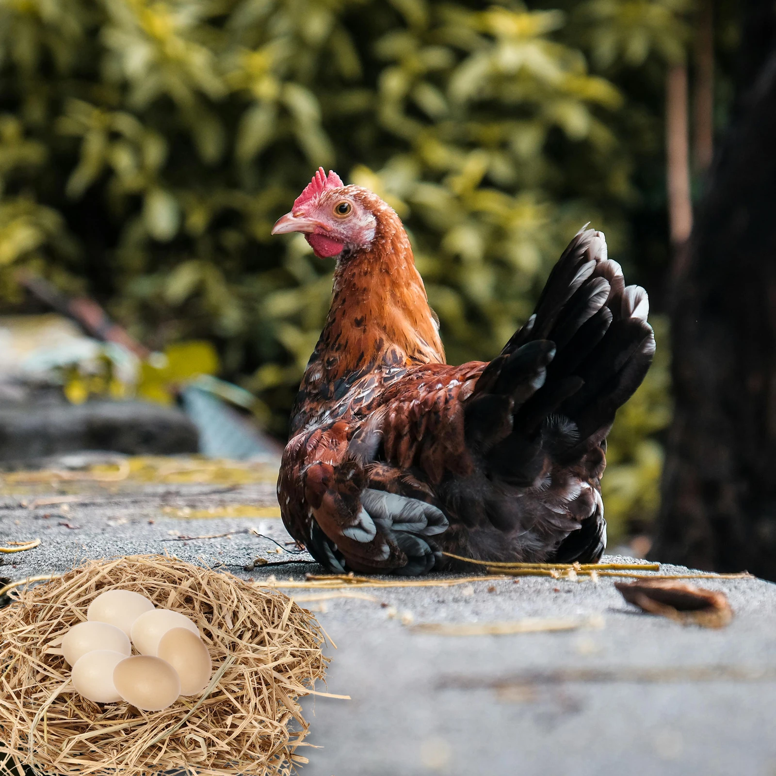 

Half Straw for Chicken Coop Nesting Material Comfortable Design Egg Hatching Warmth Padding Shredded Straw Nest Box