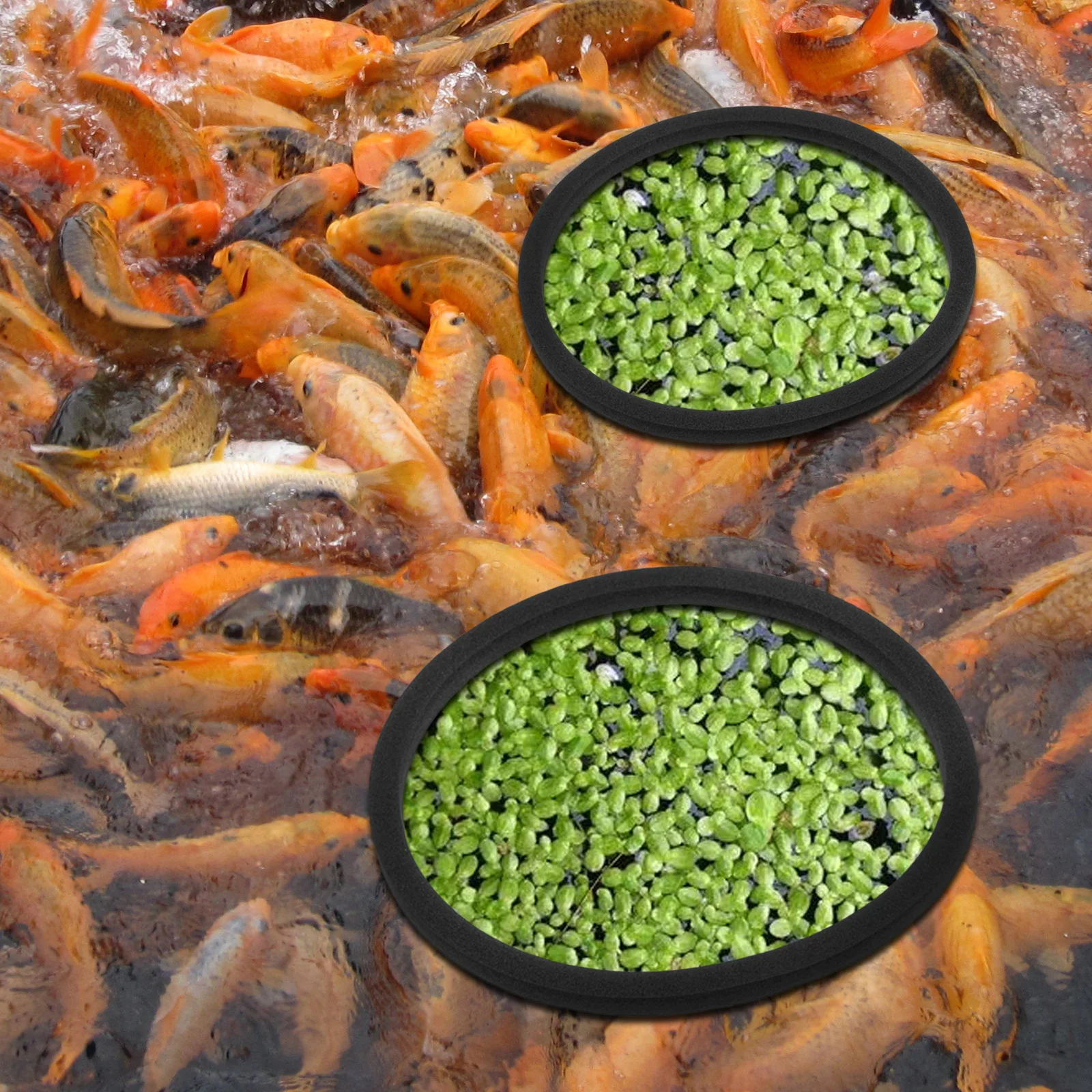 

5Pcs Fish Feeding Rings for Aquarium Floating Duckweed Ring Reusable Tank Isolation Circle Easy to Clean Design