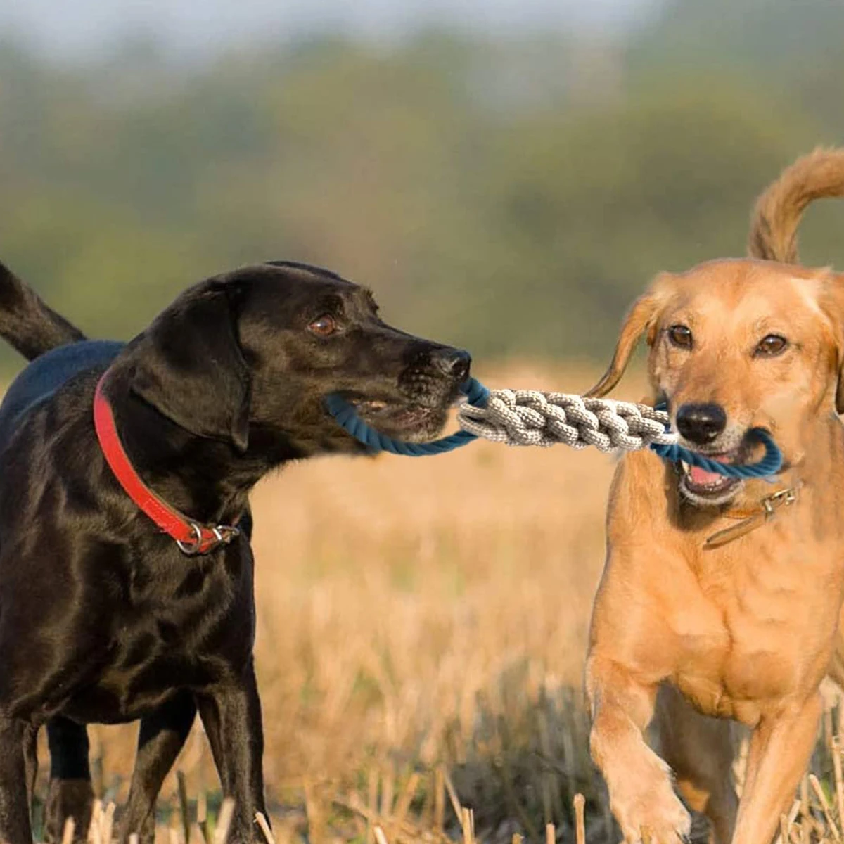 Dog Toy Double-ring Chewable Cotton Knot Toy Tooth Cleaning Durable Braided Bone Rope Pet Teething Toy Pet Supplies