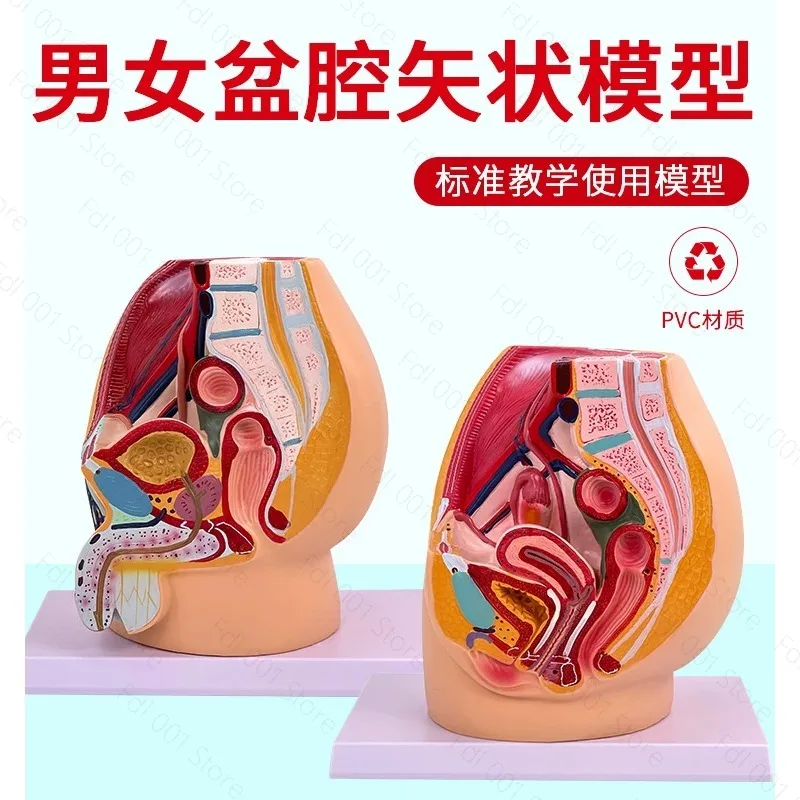 Teaching simulation female pelvic model, female urogenital system, specimen median sagittal human anatomy medicine