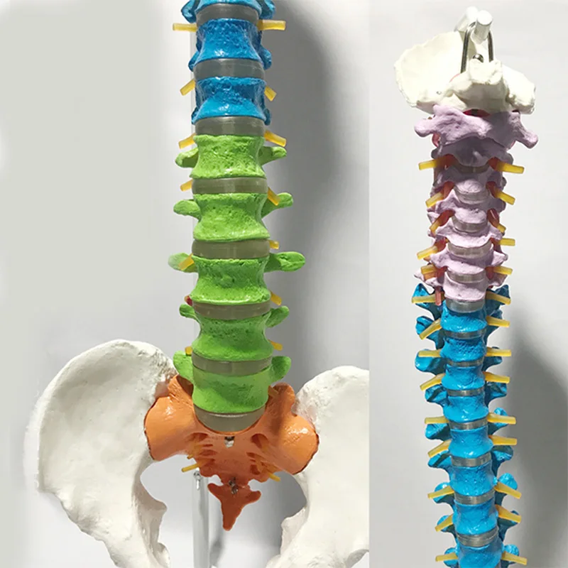 85CM Human Full Size Color Didactic Spine Model, Spine/Vertebrae Models Medical teaching supplies