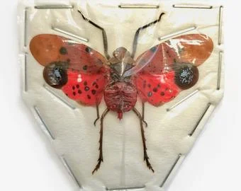 Real Insect Specimen Beetle Scarabaeidae Student Observation Teaching DIY Handicraft Collection Gift Home Decoration Taxidermy