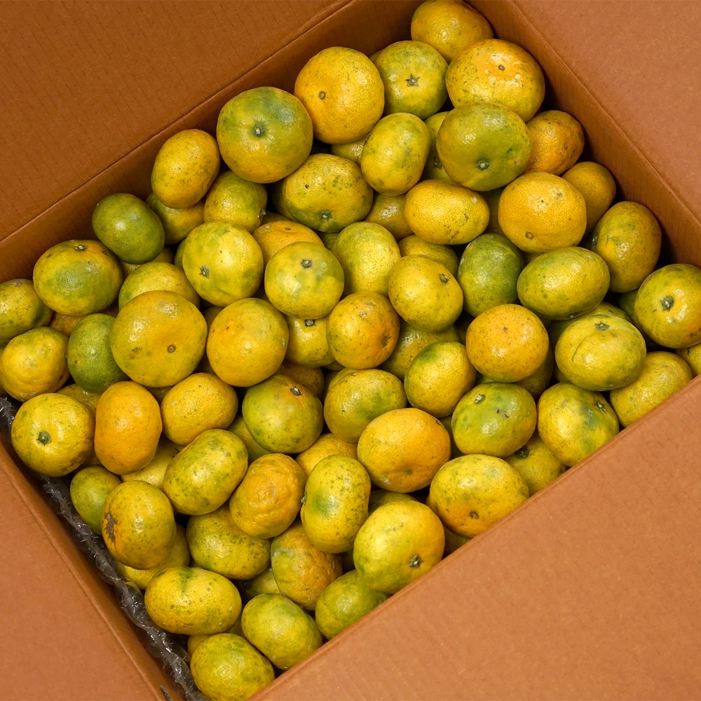 Jeju التسليم المباشر Jeju Tangerines اليوسفي المفتوحة الميدانية 9 كجم