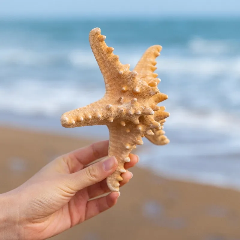 Natural Super Large Conch Shell Master Star Fish Wedding Decoration Home Decor Beach Decor Sea Shells Starfish Decoration