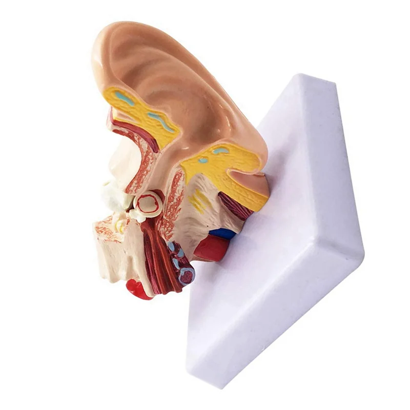 SB-5X 1.5X Human Ear Anatomy Model - Professional Desktop Inner Ear Structure Simulation Model For Education