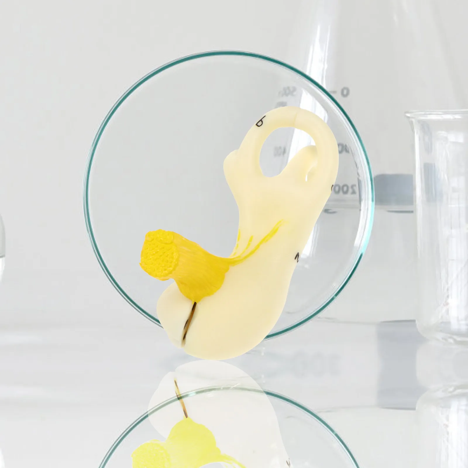 

Увеличенная анатомическая модель человеческого уха: реалистичное изображение структуры уха, учебное пособие, демонстрационный образец