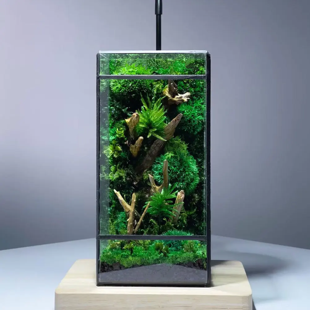 زجاج هندسي صغير تررم حامل نبات شفاف منضدية عرض المناظر الطبيعية حامل صندوق زراعة المناظر الطبيعية الصغيرة موس ايكو #3