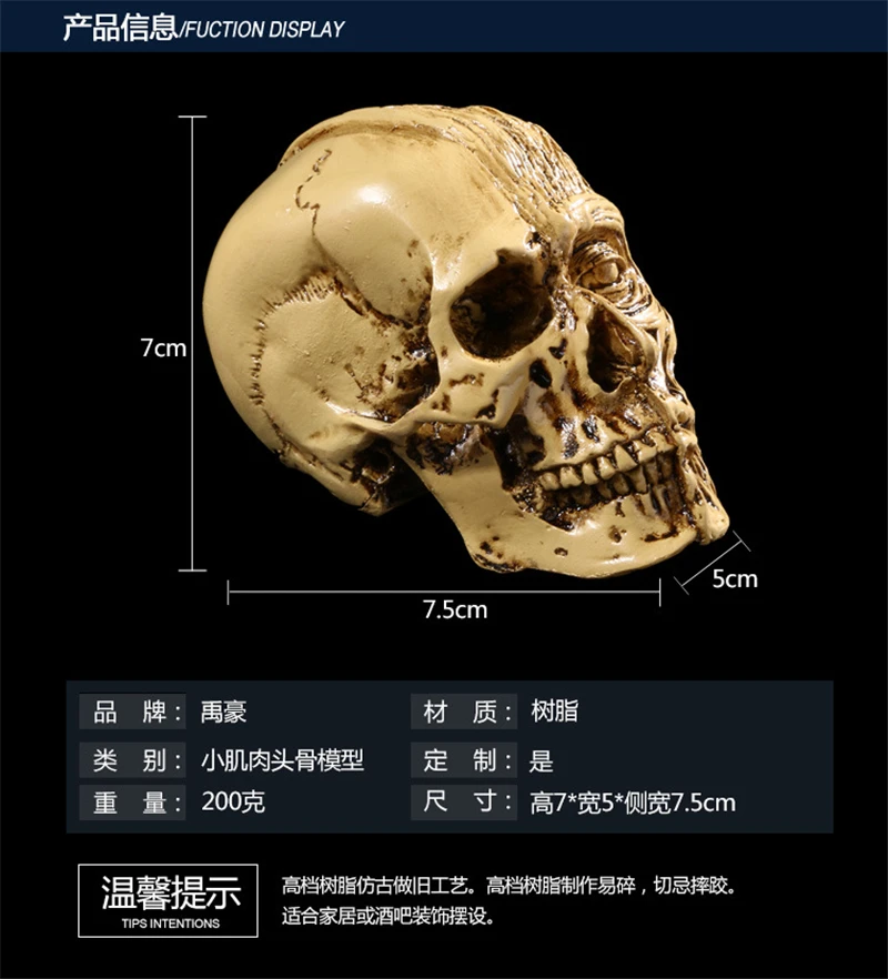 Human Model Craft Anatomy Skull Head Muscle Structure Still Life Sketch Teaching Model