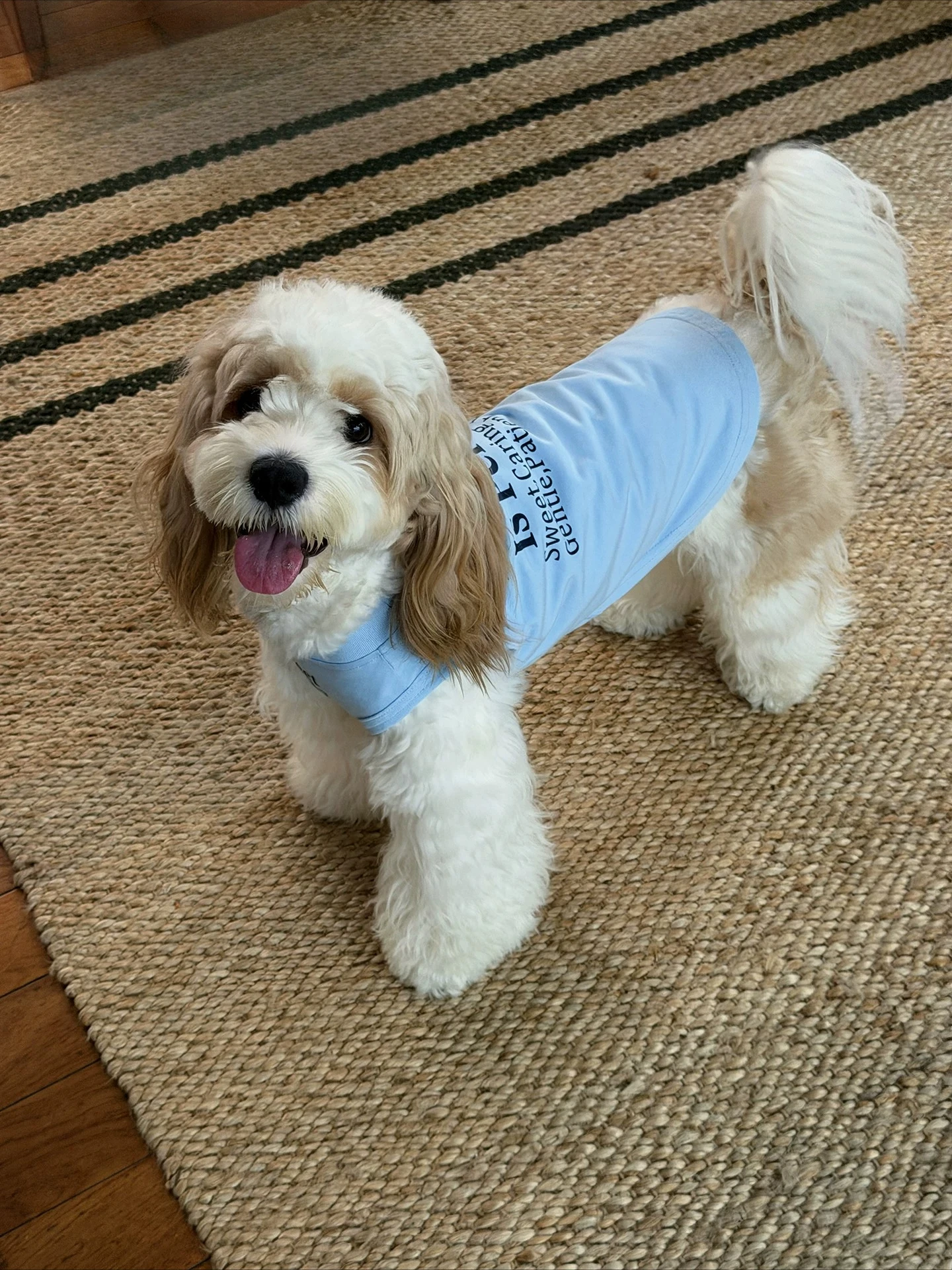 Blue Human & Pet Matching Outfit Summer Cool Sorona Fabric Shirt for Small Medium Dogs