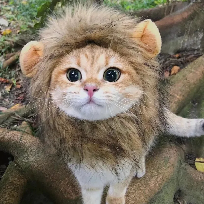 Lion Mane Cat New Cute Wig Hat for Dogs and Cats Small Dog Pet Cat Decoration Accessories Lion Wig Fancy Hair Cap Pet Supplies