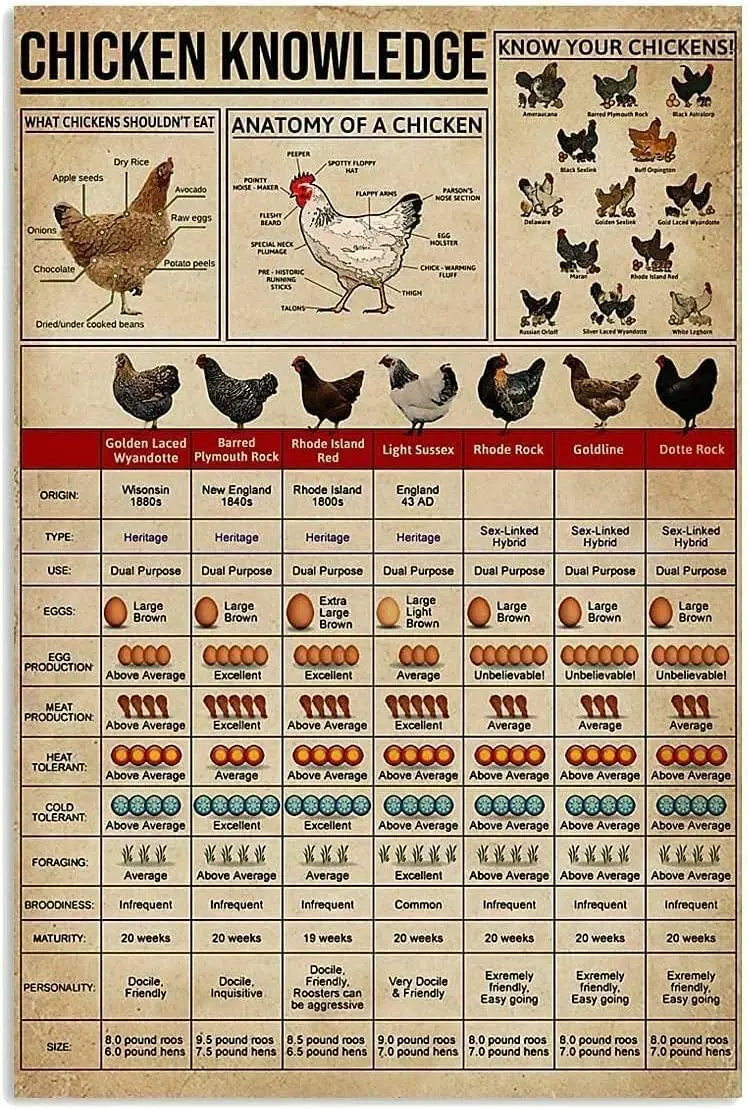 Affiche de connaissances sur le poulet : Détails pour les amis agriculteurs, style vintage, musical, fantaisie, drôle, pour la maison, la salle de bain, la ferme, le chalet, le rustique