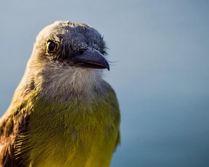 스카이존 SKY04X PRO FPV 고글 - 1080P OLED, 5.8G 48CH 스테디뷰 RX, DVR/헤드 트래커, 히트 팬