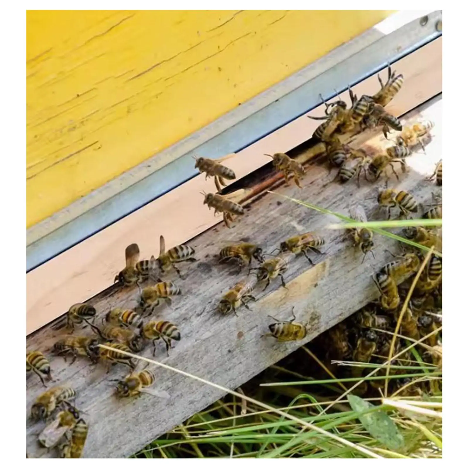 Wooden Hive Entrance Reducer Two Size Openings Beekeeping Accessory for 10 Frame Honey Bee Hive