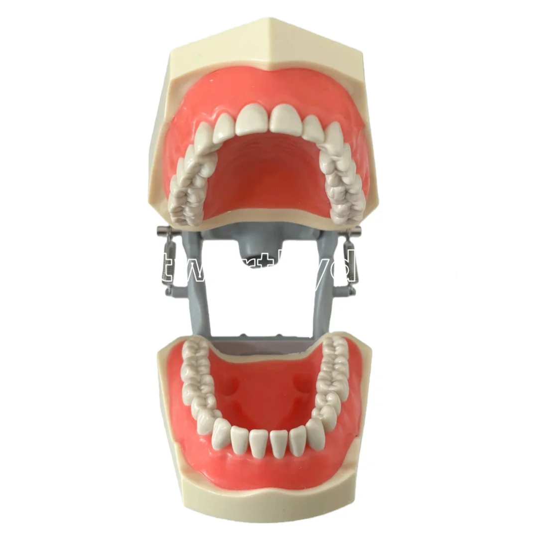 Dental Columbia 860 Typodont 32 Removable Teeth with Soft Gingiva 860 Articulated Adult Typodont with Upper and Lower Bushings
