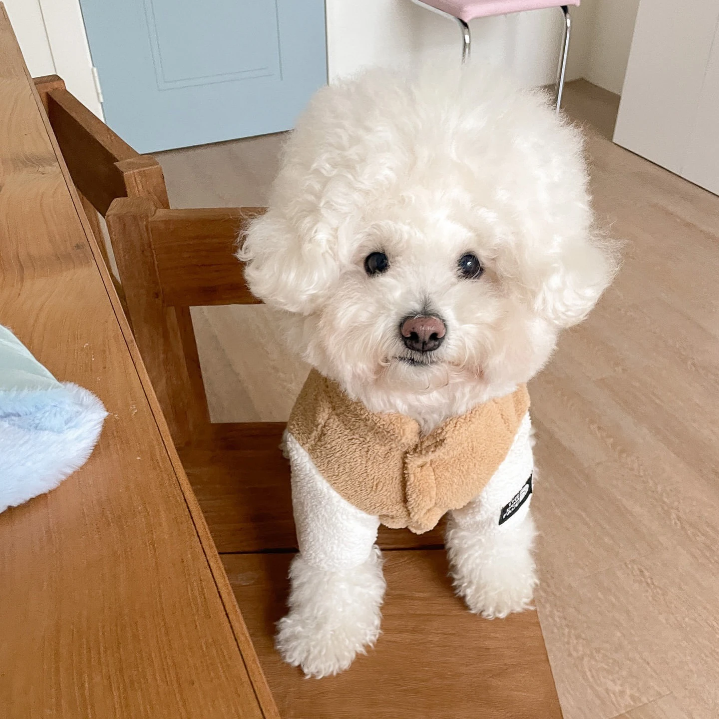 Winter Dog Cotton Coat, Letter Embroidered Vest for Bichon , Colorblock Clothes for Pomeranian Warm Sleeveless Jacket for Yorksh