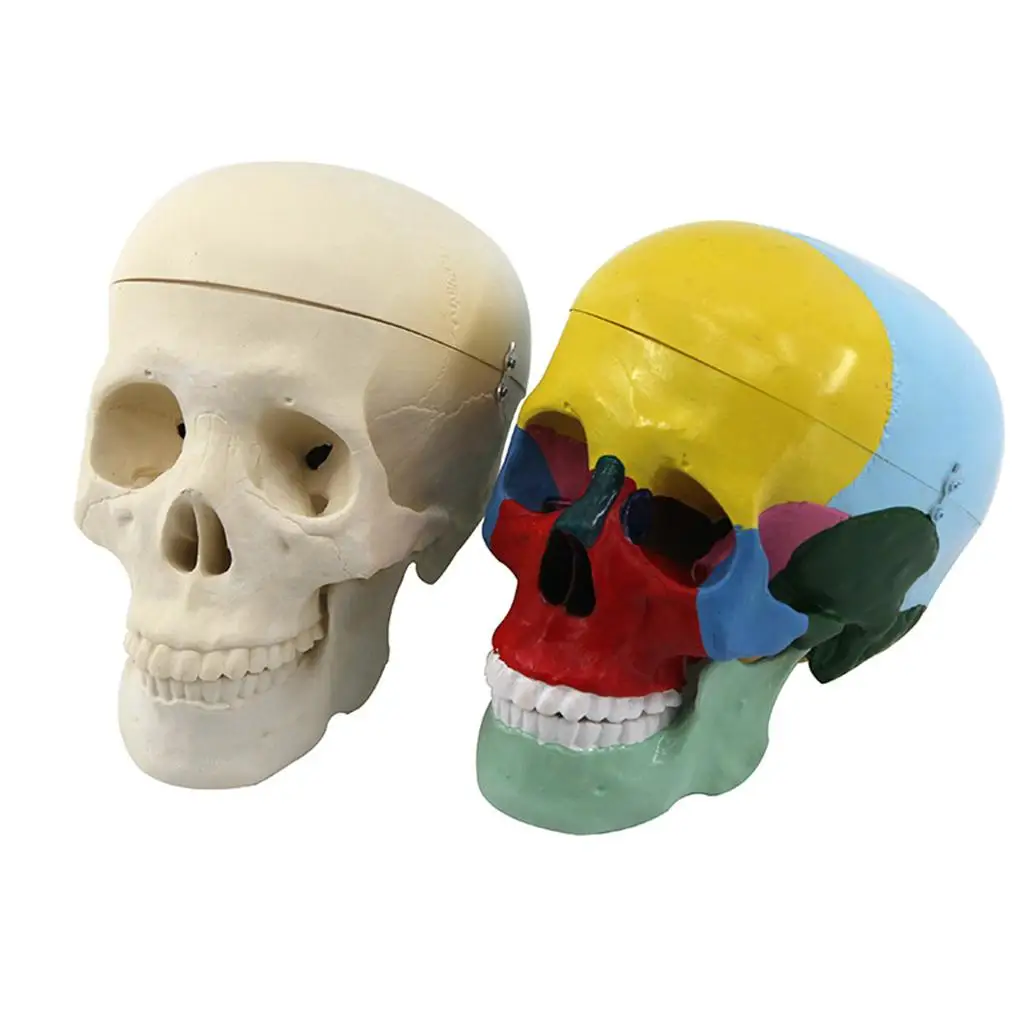 -Size with Brain Removable cap Professional Grade Model Education (Life-Size)