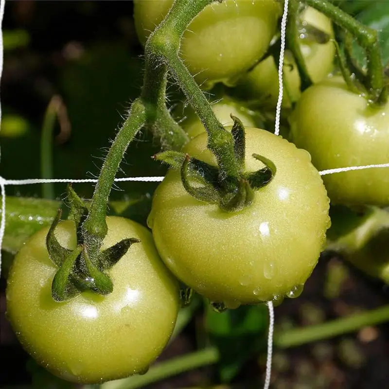 Tomate Trellis Net, Rede de escalada para legumes, Rede de cultivo ao ar livre, Planta de poliéster