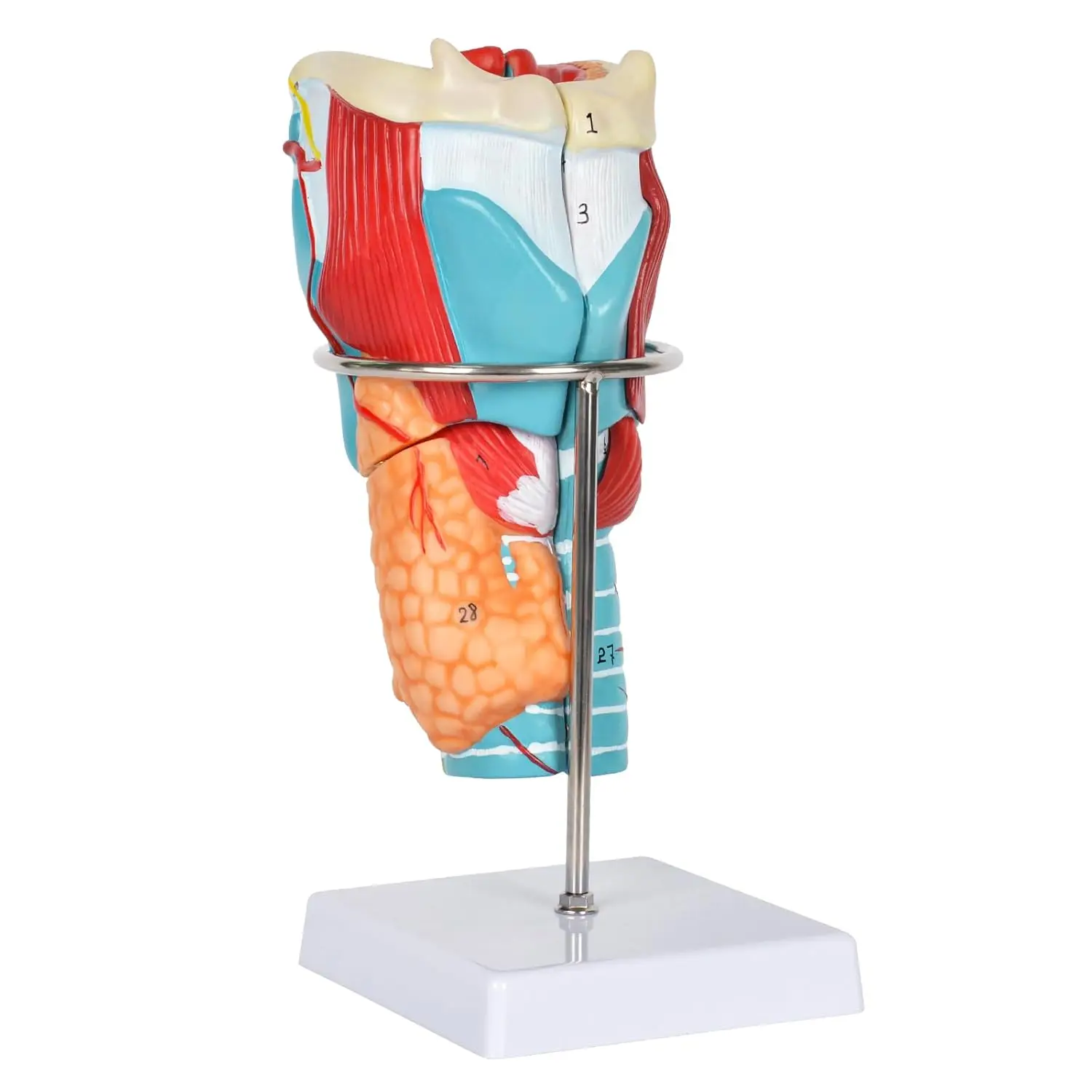 Accurate Human Larynx 3D Anatomy Model 2X Enlarged Human Throat Model for Medical Student Education Science Anatomical Classroom