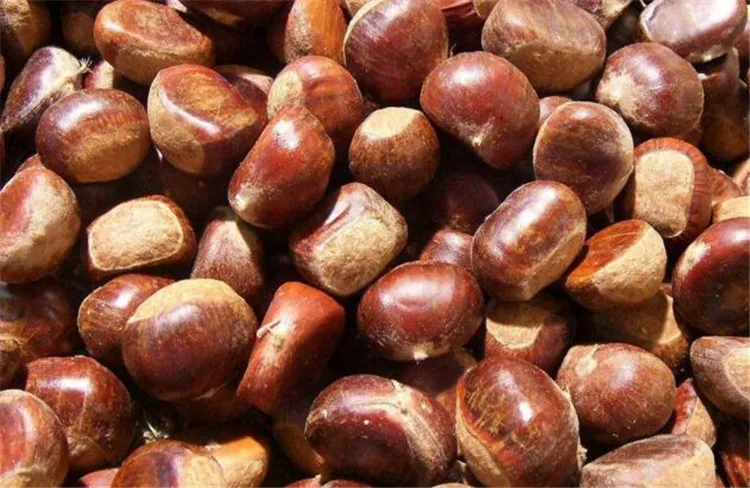 Mesin Pengupas Kulit Chestnut / Mesin Pengupas Chestnut / Pengupas Chestnut