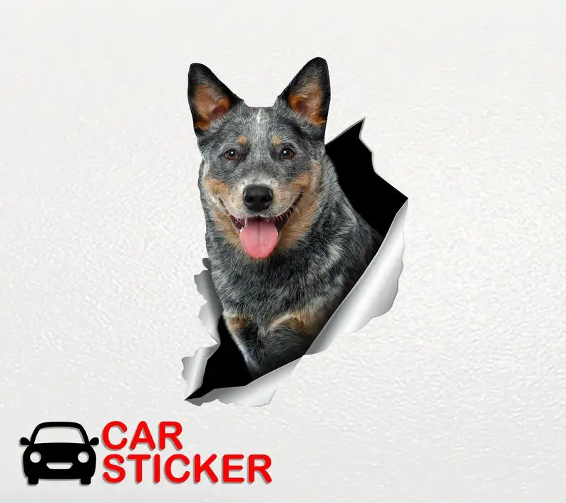 Blue Heeler sticker Auto sticker Australian dog Window sticker Cattle dog sticker Funny car decal Car decoration Car sticker Ani