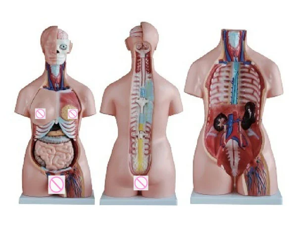 

Male and Female Hermaphroditic Human Half Torso Model 85cm 40 Pieces Medical Science Anatomical Simulator Teaching Aids for Medi