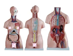 Male and Female Hermaphroditic Human Half Torso Model 85cm 40 Pieces Medical Science Anatomical Simulator Teaching Aids for Medi