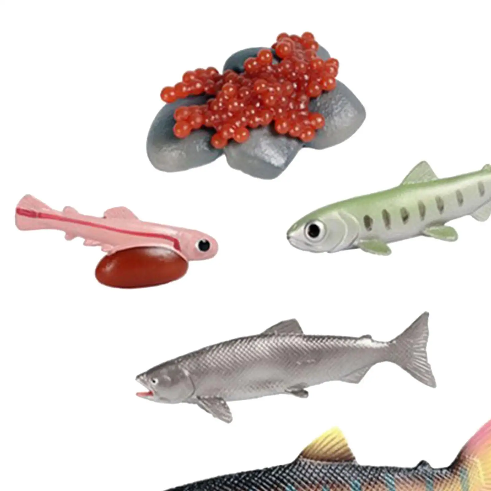 Life Cycle of Salmon Toys Animal Life Growth Cycle Figure Cognitive Teaching Props Farm Animals Figurines Games Party Role Play