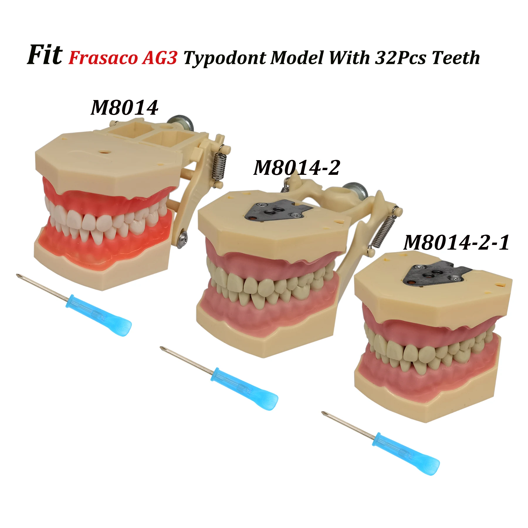 Frasaco AG3 Typodont Fit Dental Practice 32Pcs Screw-in Teeth Model Soft Gum Gingivae Filling Restoration Teaching Stuyding