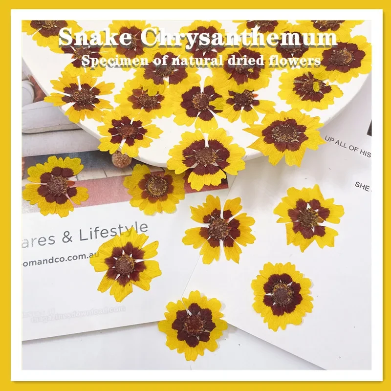 2.5-4cm/24pcs,nature Chrysanthemum Dried Flower Embossed daisy petal Handmade Drip Glue Crafts Photo Frame facial decal Material