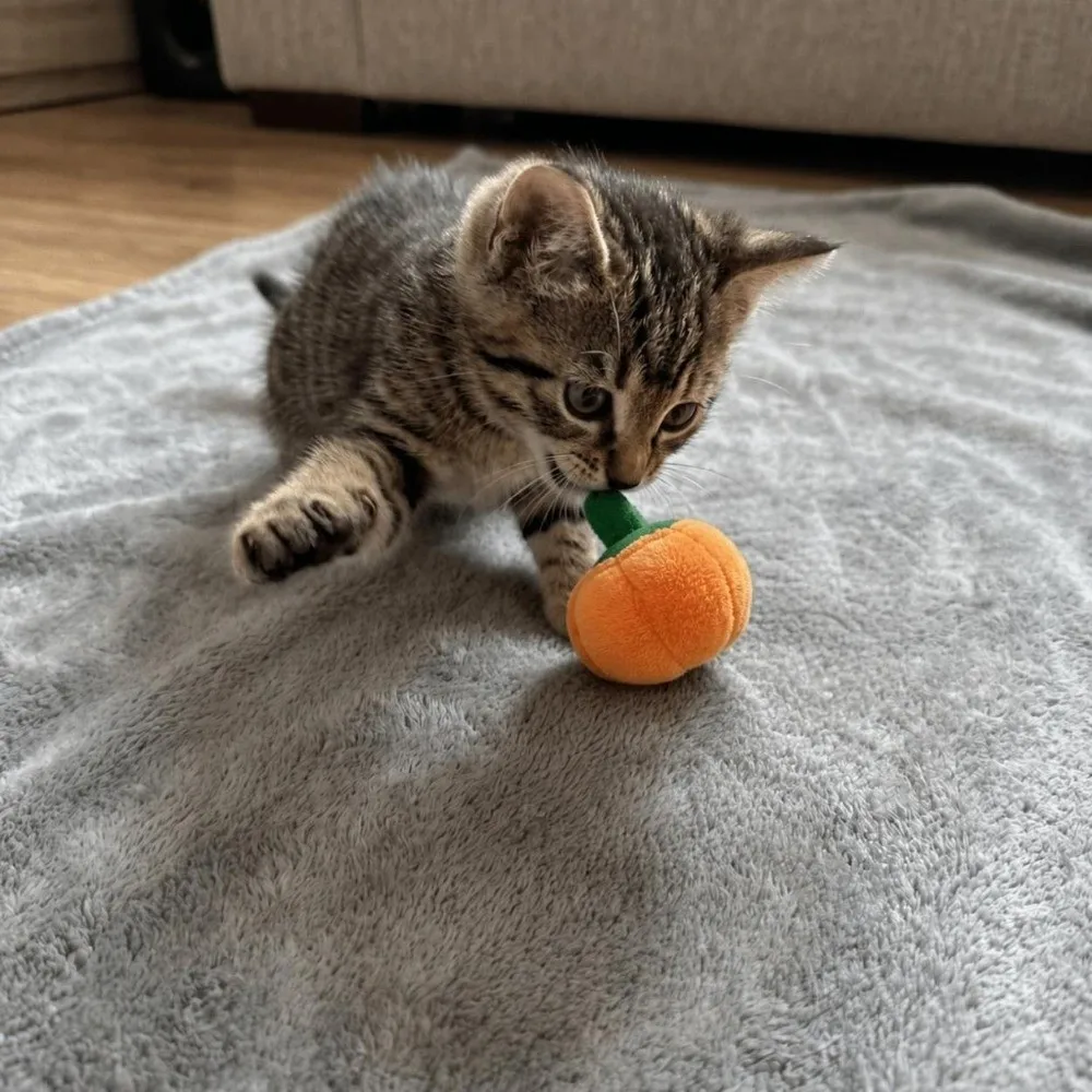 Playtime Companion Soft Pet Interior Pumpkin Shaped Squeaky Dog Squeaky Insert Orange Chew Pet Boredom Relief