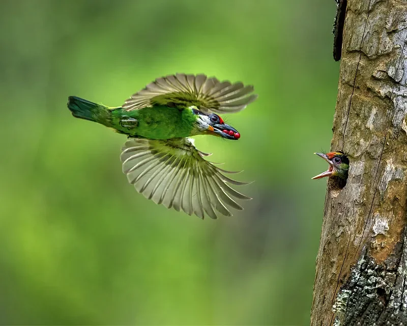 

1:14 4WD RC Off-Road Truck — 2,4G, 25 км/ч, водонепроницаемый, RTR (в возрасте 6+)