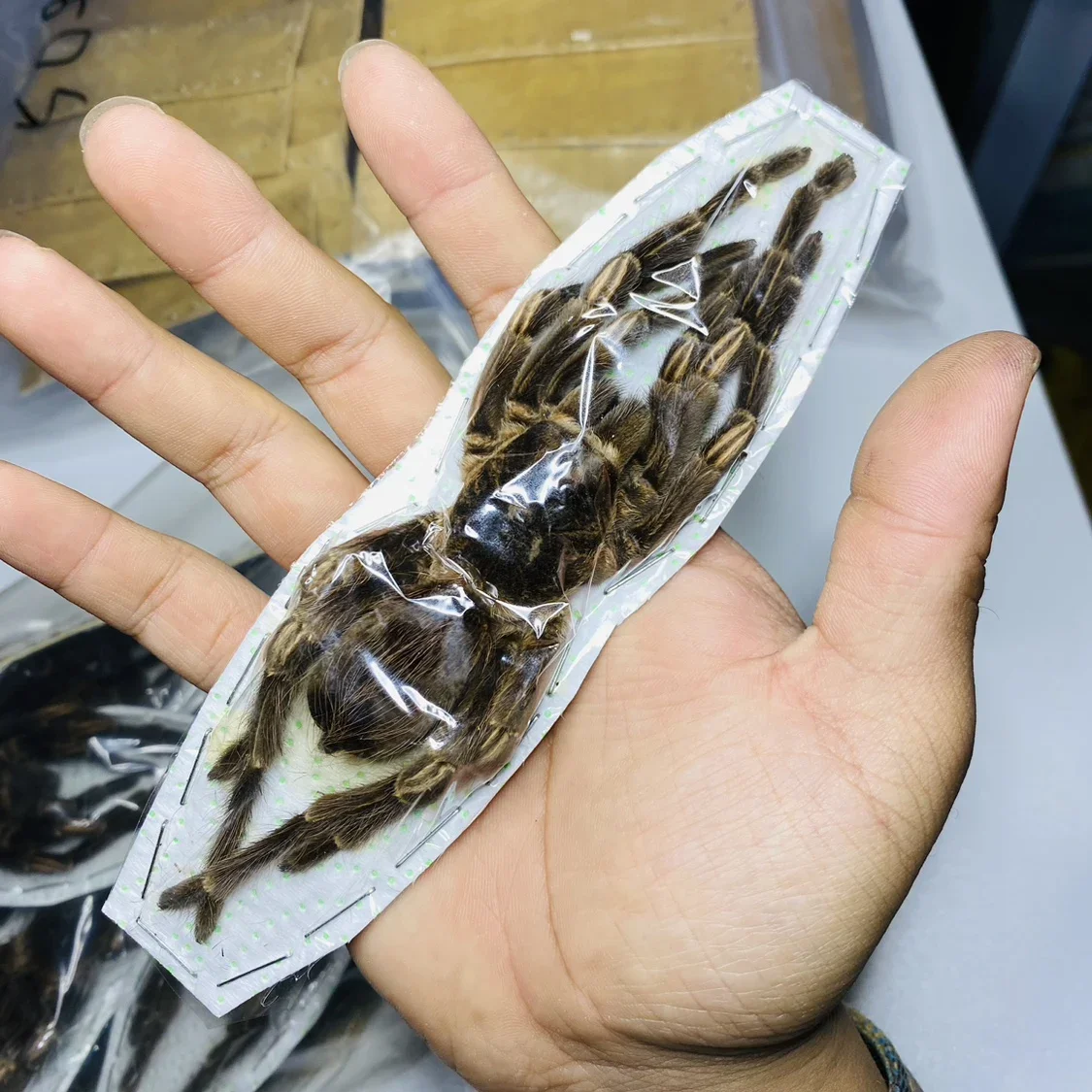 

Stygophrynus Dammermani Real Spider Specimen A- Exotic Rainforest Insects Steam Beetle Collection Photography Home Decor