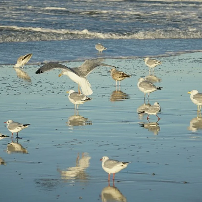 

Diameter 27mm Metal Wheel Hub Tire for RC Car 1/24 1/28 DriftArt DA4 DLR8 Wltoys K969 HGD1 XRX DRZ ATM DB Mini-Q