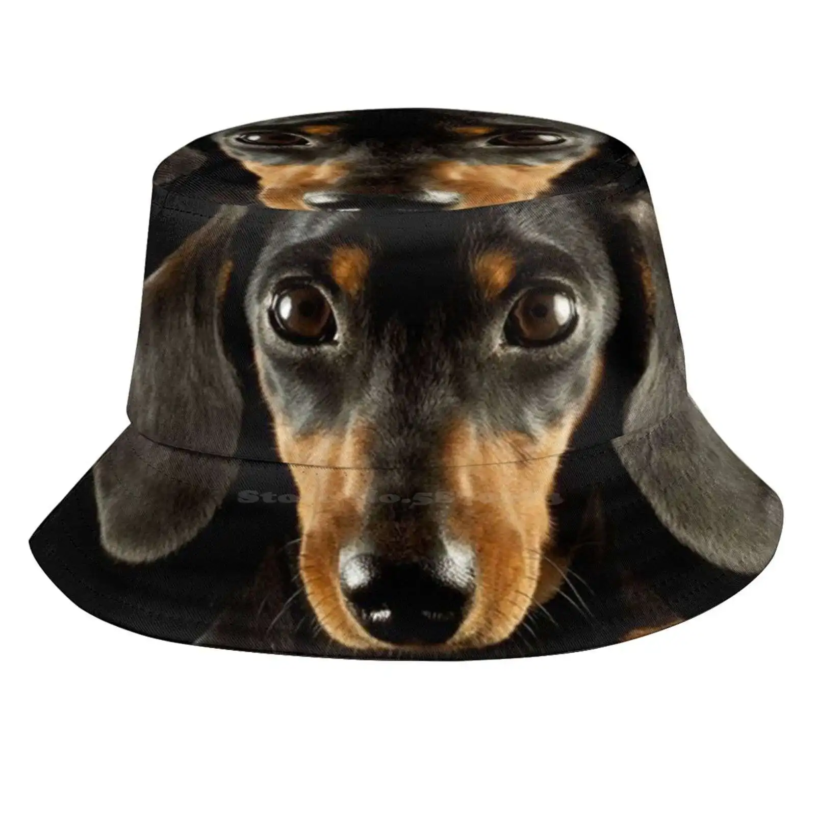 Dachshund Dog Photo Portrait Sun Cap Fisherman Hat Bucket Hats Dogs Pets Puppy Funny Animals Dachshunds Weiner Dog Wiener Dog