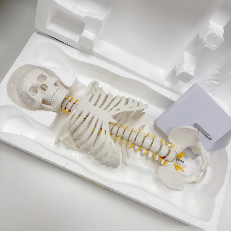 

45cm Scale Half-length Human Bone Model Medical Teaching Model with Bracket Spine Model