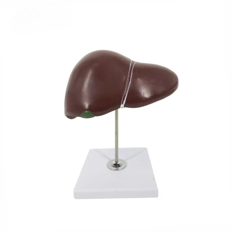 Liver anatomy model - a training aid used in hospitals and schools