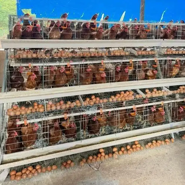 A Type Layer Chicken Cage 120 Birds Hot Dipped Galvanized Poultry Cage Equipment for Nigeria Farms