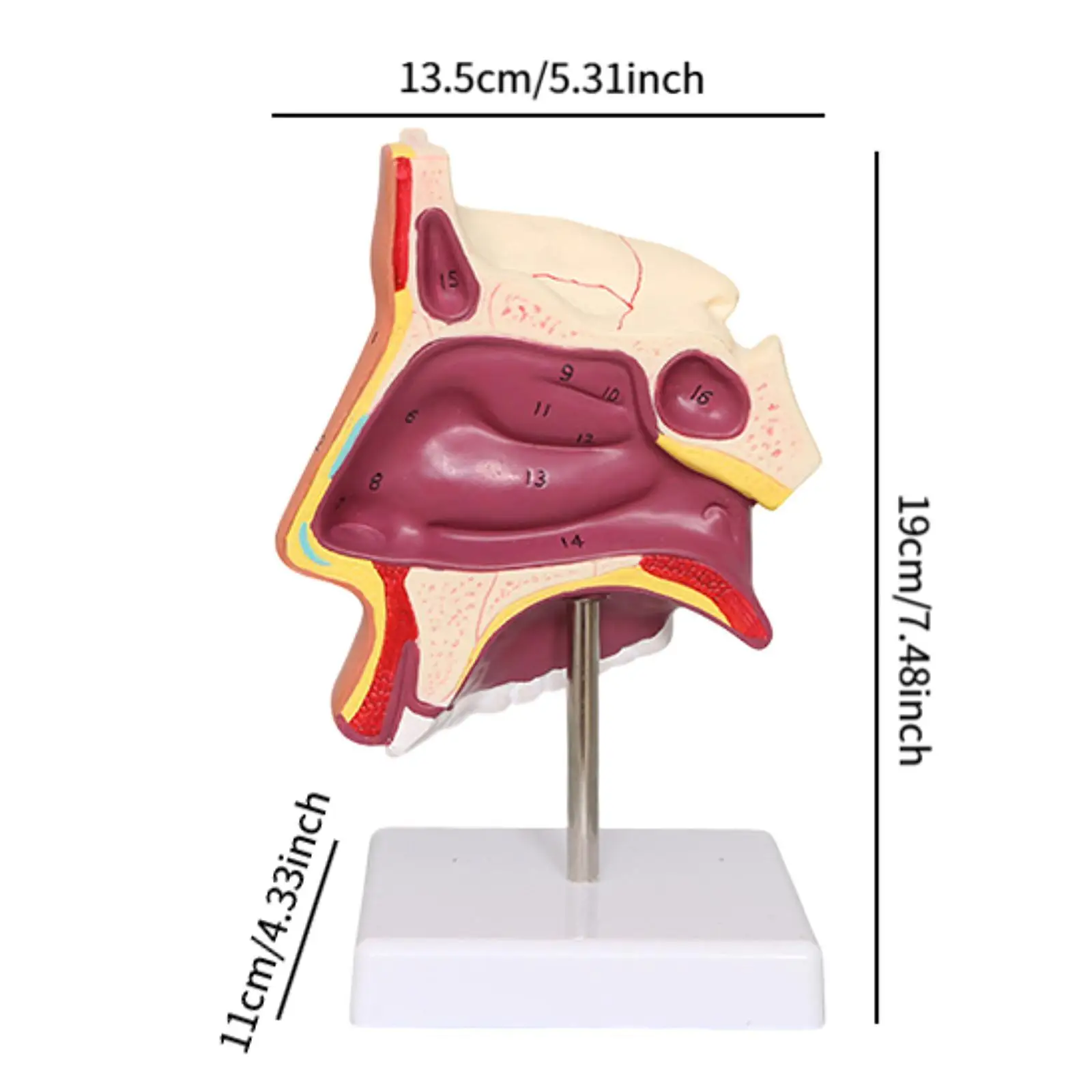แบบจำลองการสาธิตโพรงจมูกของมนุษย์ การสอน การทดลอง การเรียนรู้ทางวิทยาศาสตร์