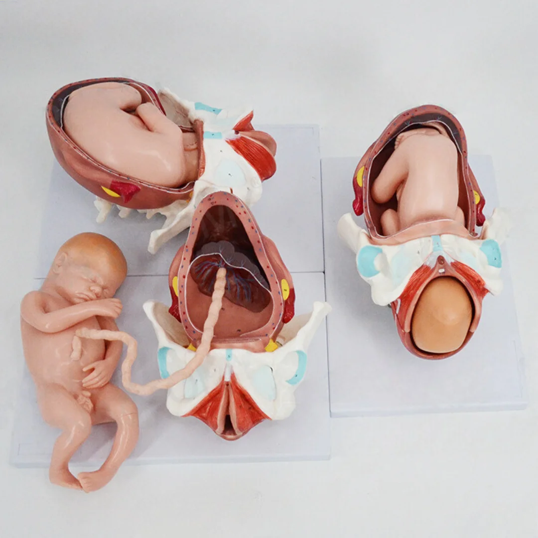 Model of Delivery Process of Full-term Fetus Medical Science Fetal Embryo Anatomia Simulator Nursing Articles Educational Teachi